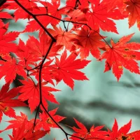 Autumn scenery