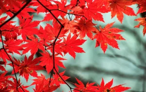Autumn scenery