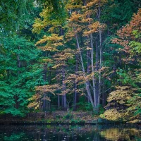 Autumn woods