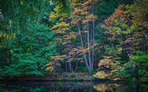 Autumn woods