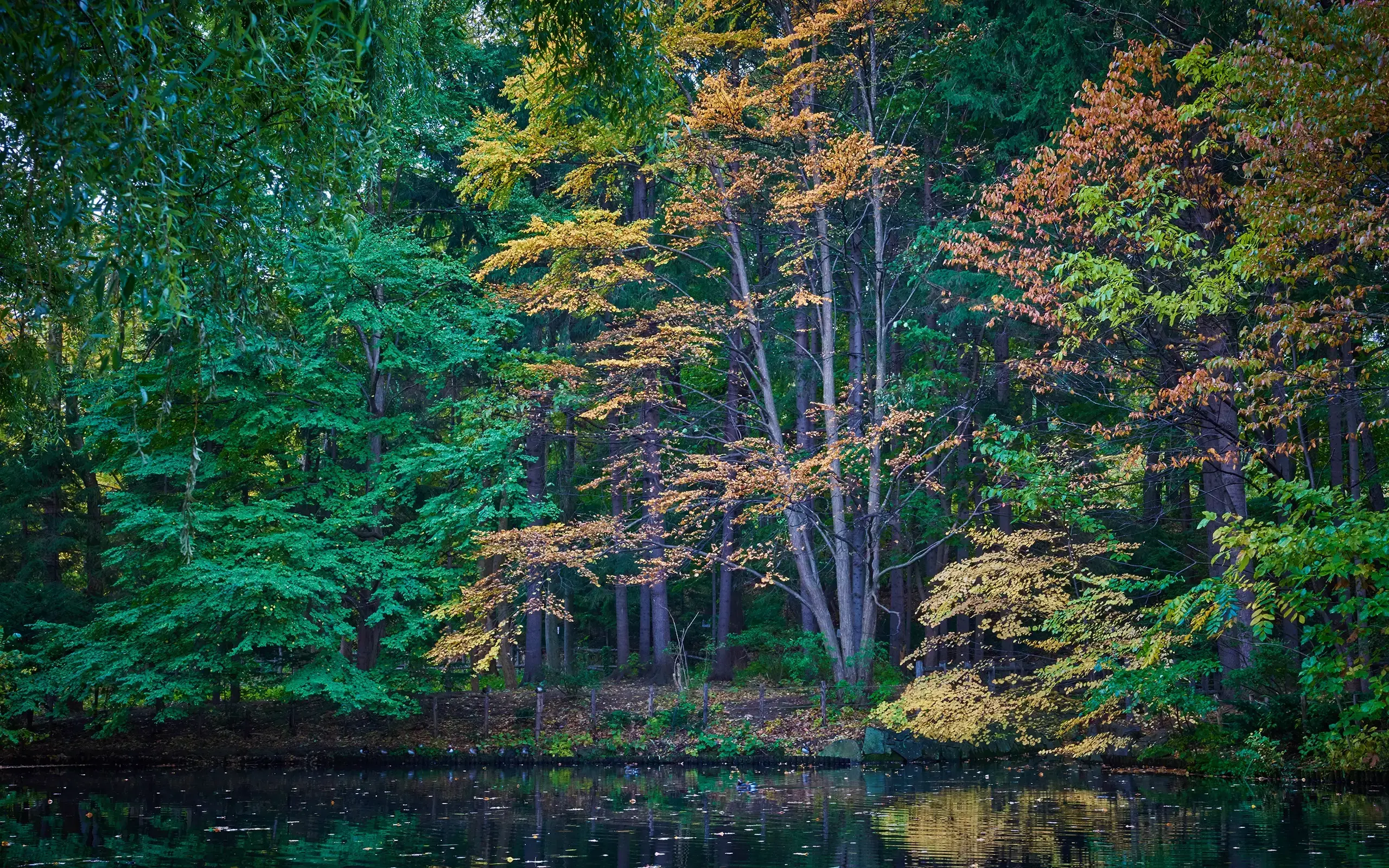 Autumn woods
