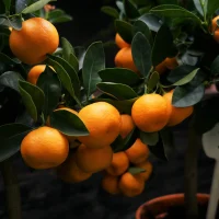 Beauty of mandarins by erwan hesry