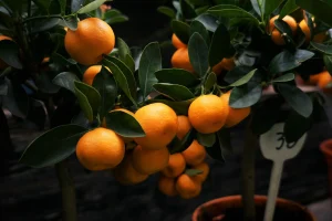 Beauty of mandarins by erwan hesry