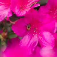 Bees