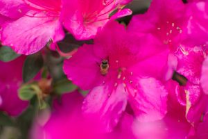 Bees