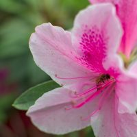 Beesx2