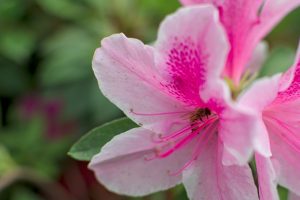 Beesx2