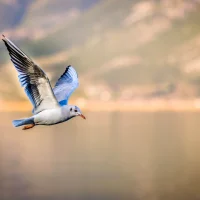 Bird 3158784cosmic