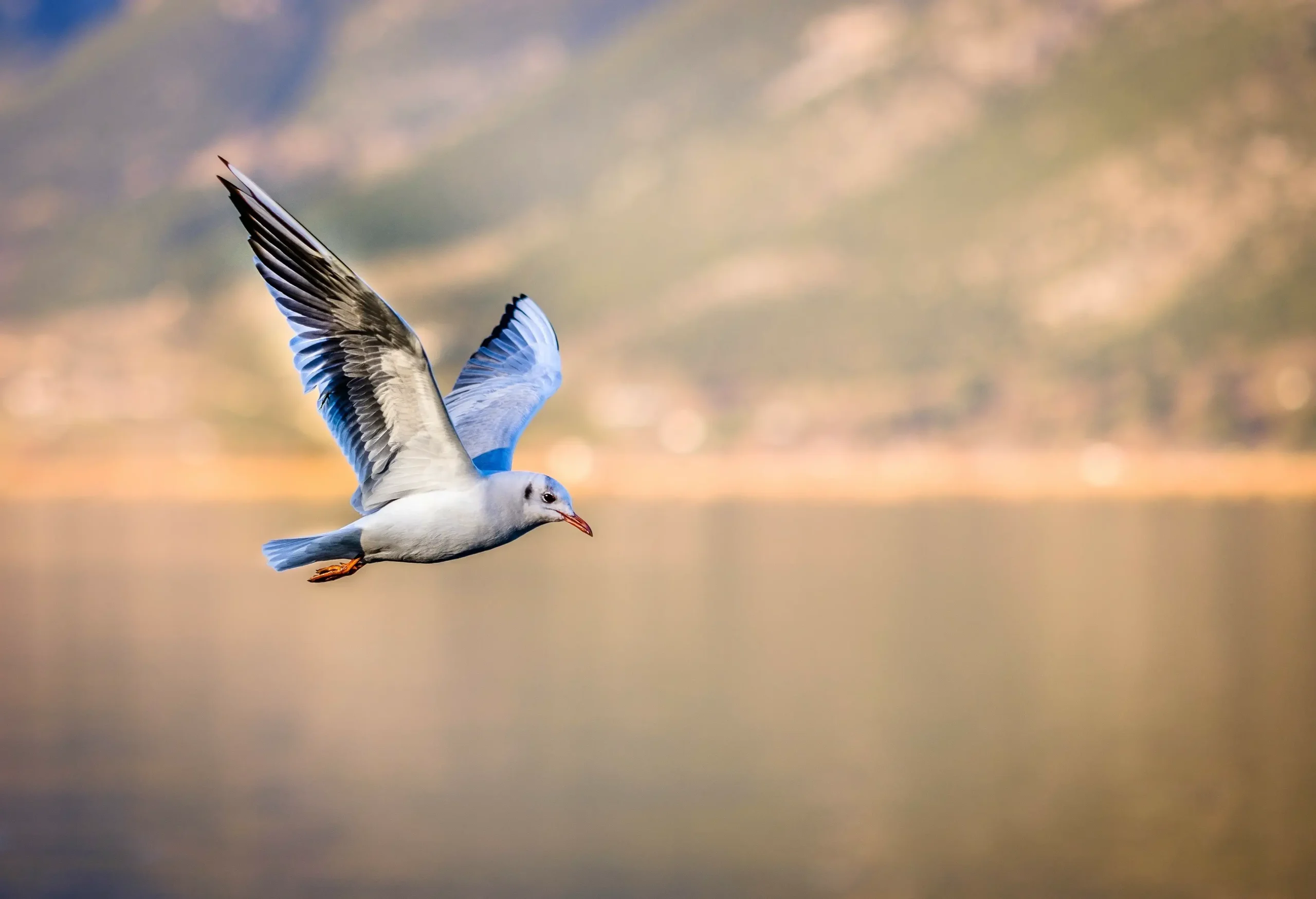 Bird 3158784cosmic