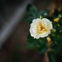 Blossom by monika murren