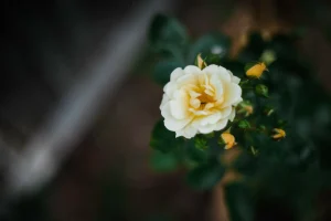 Blossom by monika murren