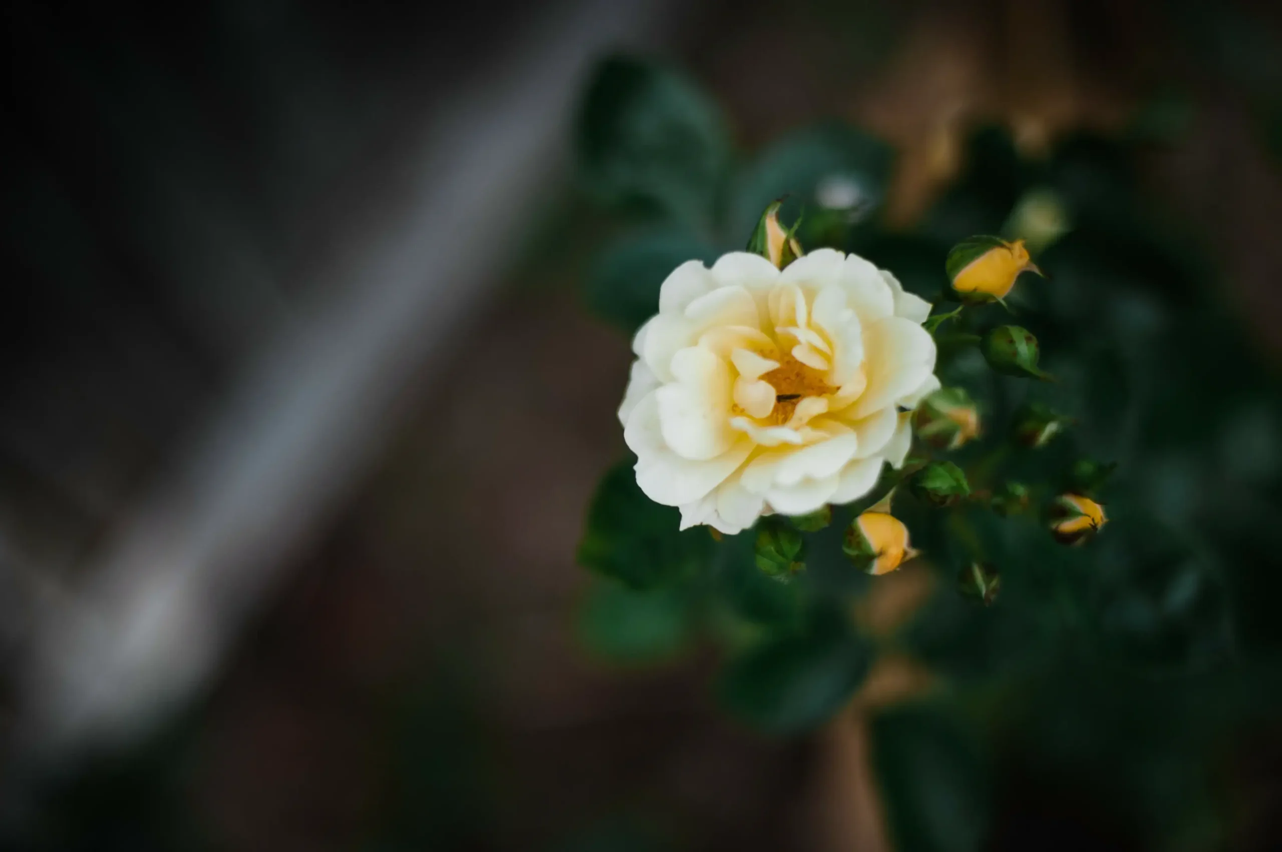 Blossom by monika murren