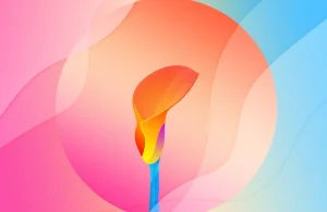 Calla