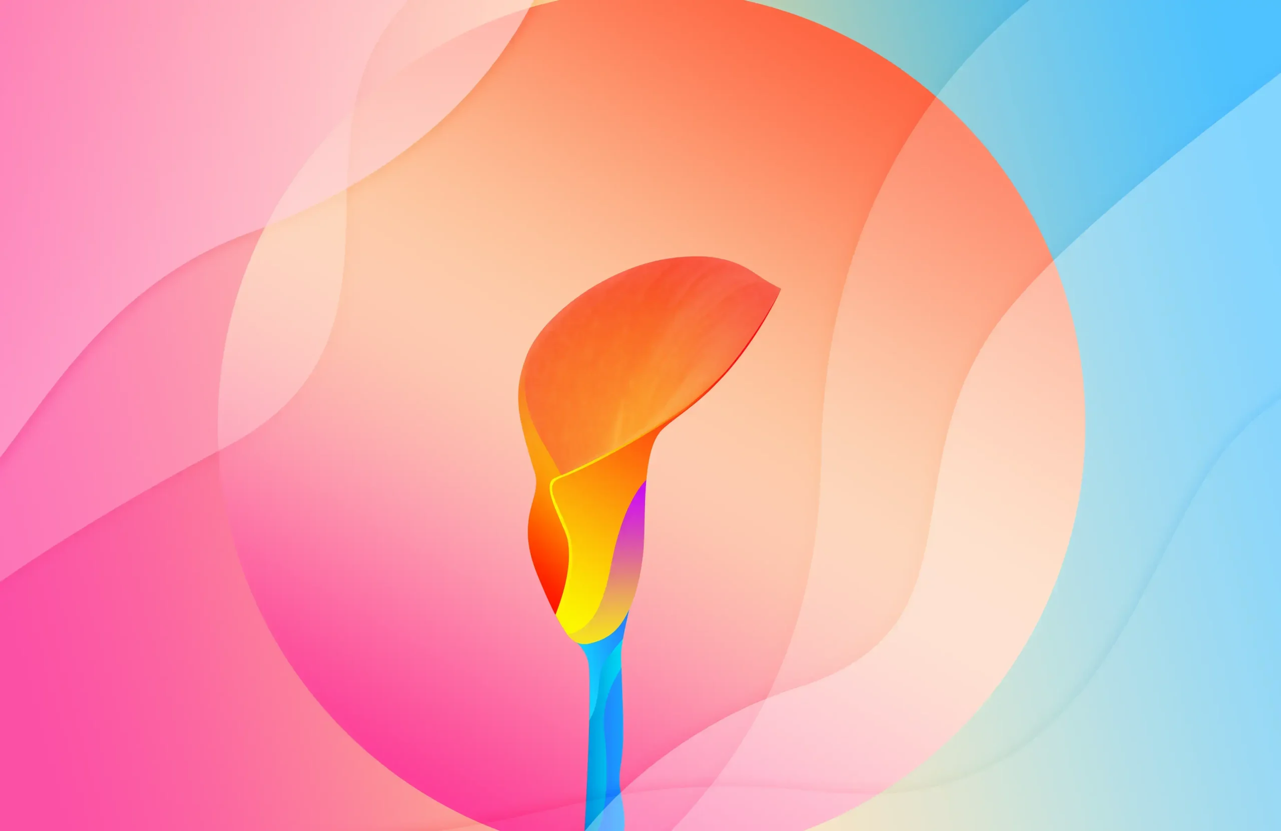 Calla