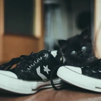 Captain jack the cat by james pond