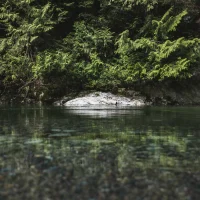 Clear water rocks by brodie vissers