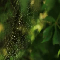 Cobweb by sigi sagi