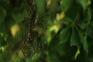 Cobweb by sigi sagi
