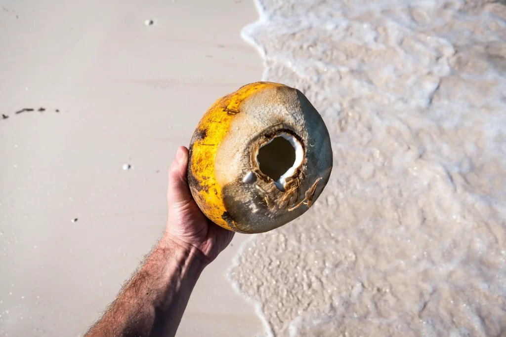Coconut on the beach by jakub kapusnak