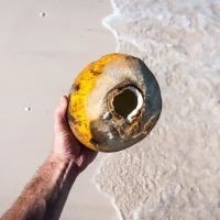 Coconut on the beach by jakub kapusnak