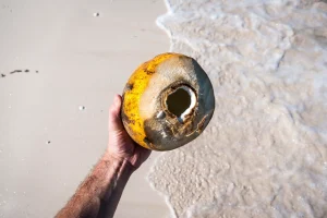 Coconut on the beach by jakub kapusnak