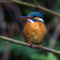 Common kingfisher by sudhir reddy