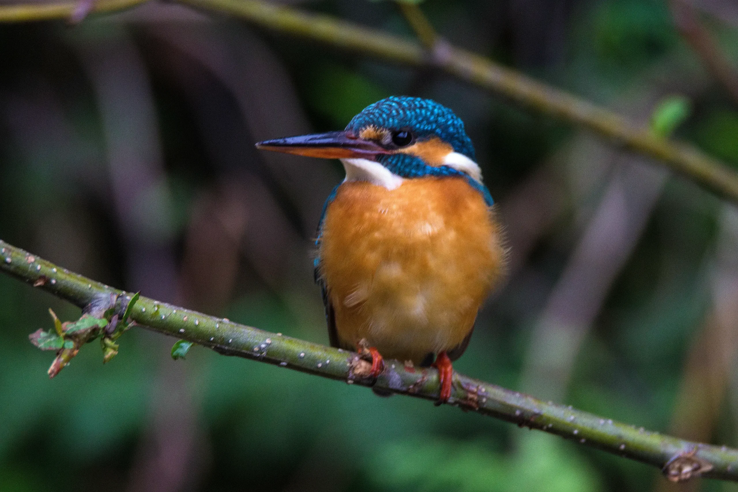 Common kingfisher by sudhir reddy