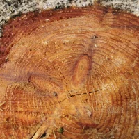 Cut tree by jacob