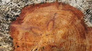 Cut tree by jacob