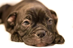 Cute puppy by rudy van der veen