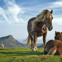 Edubuntu horses