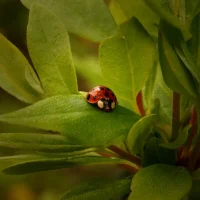 Edubuntu ladybug