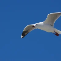 Flying bird
