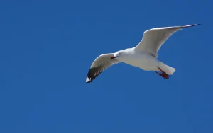 Flying bird