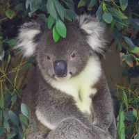 Koala