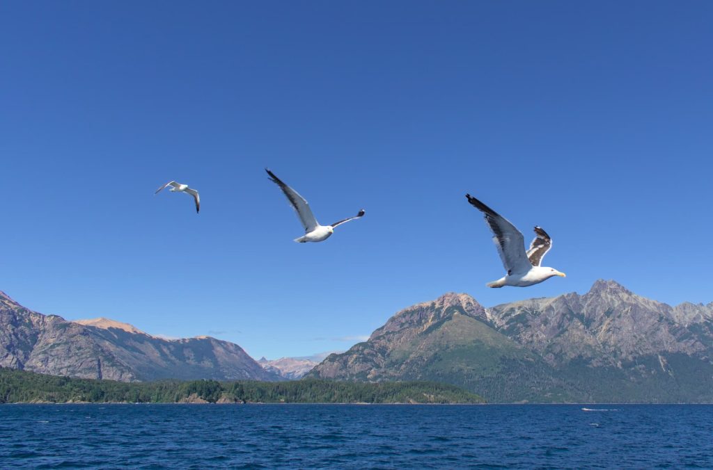 Seagulls
