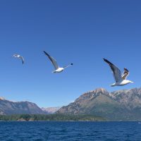 Seagulls