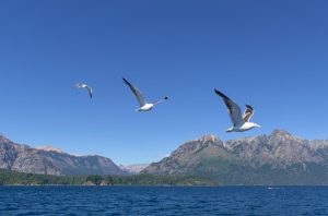 Seagulls