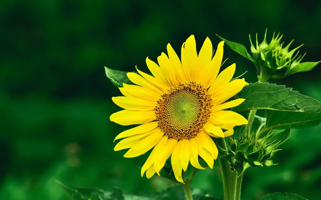 Sunflower2