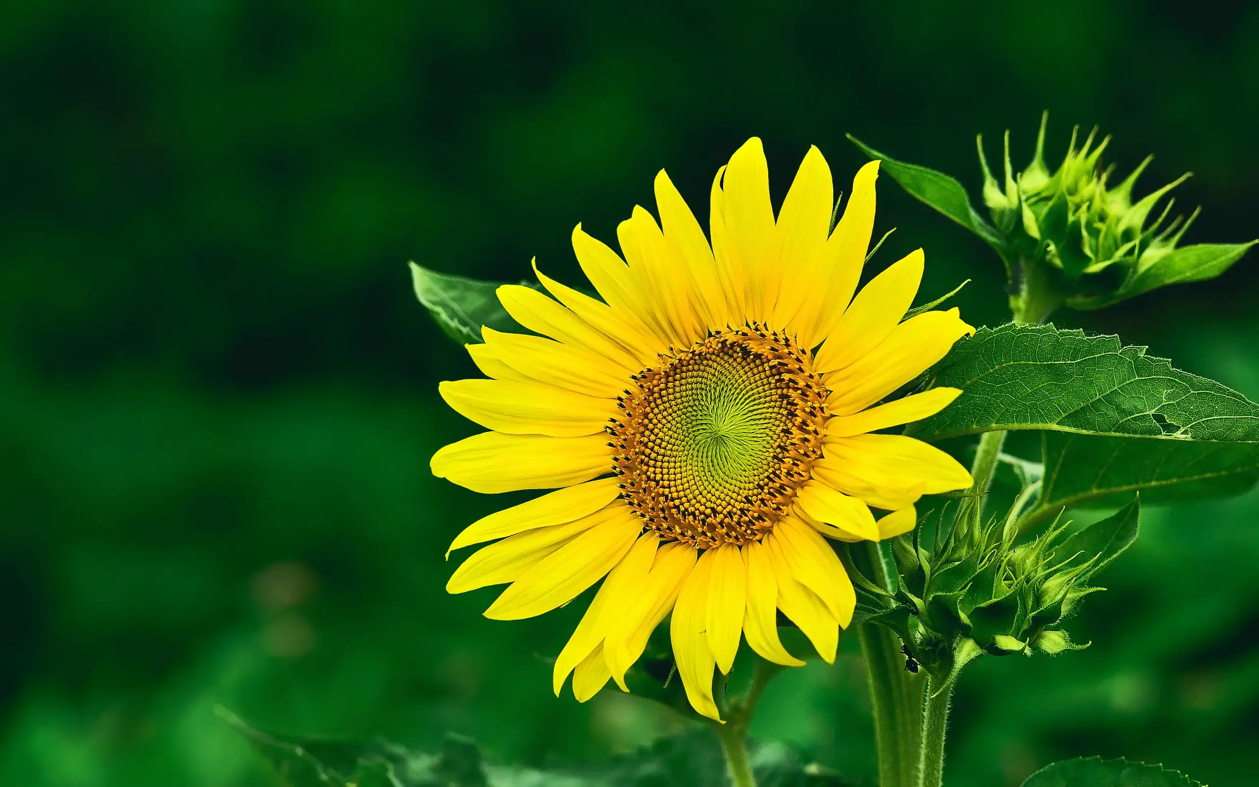 Sunflower2