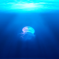 2204 jellyfish