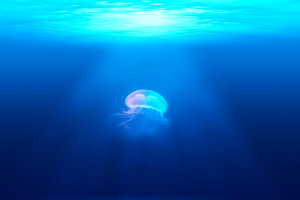 2204 jellyfish - Lubuntu 26.04 Wallpapers - Official LXQt Collection