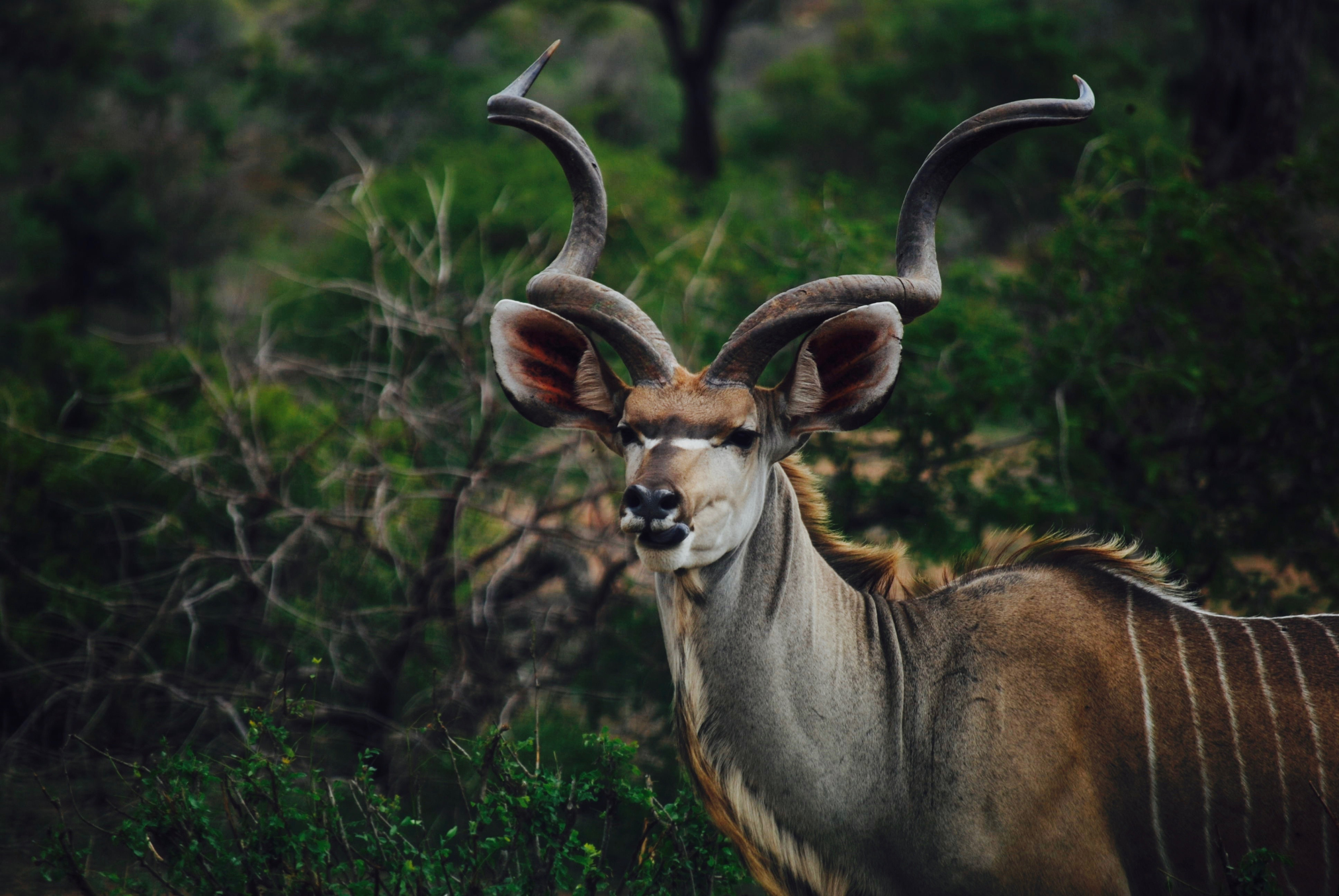 2210 kudu photo - Lubuntu 26.04 Wallpapers - Official LXQt Collection