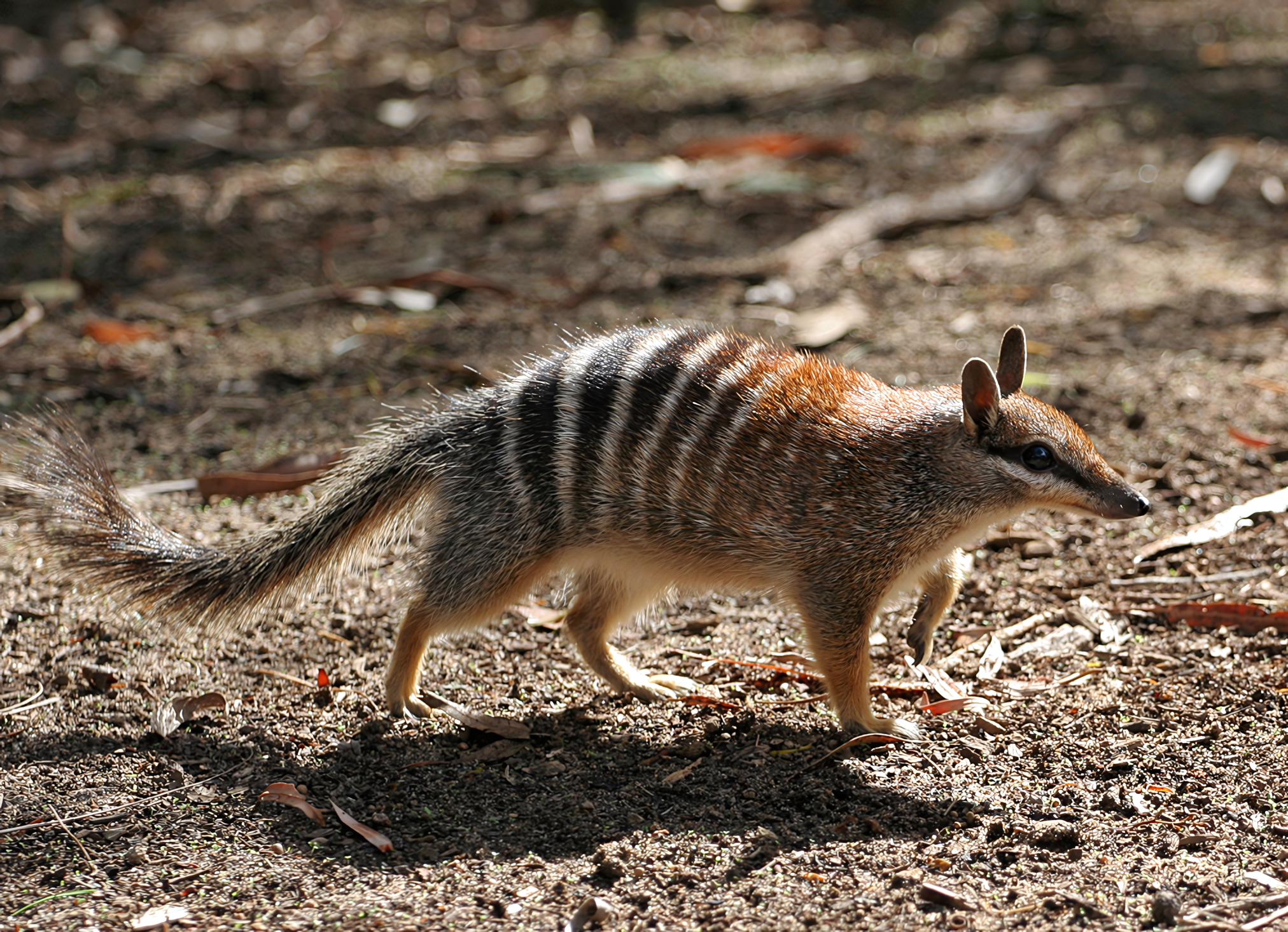 2404 numbat - Lubuntu 26.04 Wallpapers - Official LXQt Collection