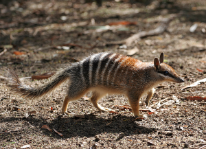 2404 numbat - Lubuntu 26.04 Wallpapers - Official LXQt Collection