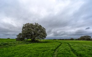 Campos de castilla by david arias gutierrez - Xubuntu 26.04 Wallpapers, Official Xfce Collection
