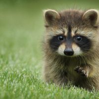 Cute baby raccoon wallpaper hd