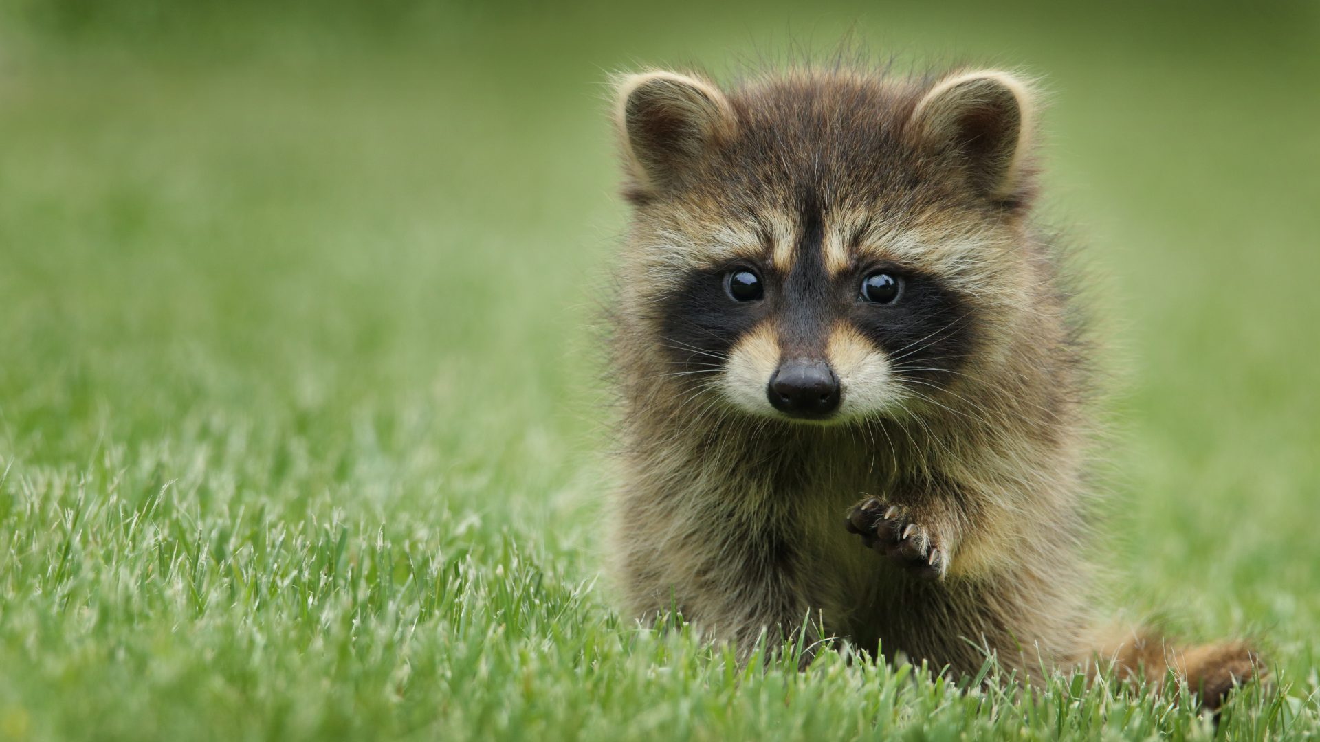 Cute baby raccoon wallpaper hd - Ubuntu 26.04 Wallpapers - Official Resolute Raccoon Collection