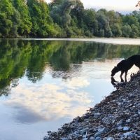Cute dog drinking water in river austria