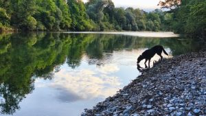 Cute dog drinking water in river austria - Ubuntu 26.04 Wallpapers - Official Resolute Raccoon Collection